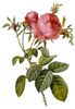 Rosa_centifolia_foliacea_17.jpg